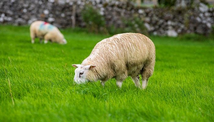 Options for finishing lambs on Irish Sheep Farms