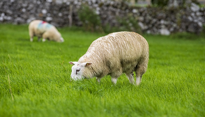 Weighing up the options with store lambs