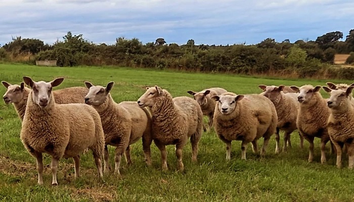 Lamb finishing, monitoring worm burdens and preparing for breeding