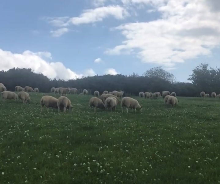 John Pringle lambs