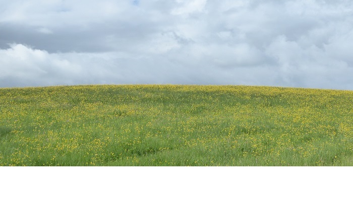 How to improve the biodiversity value of your forest - Part 2