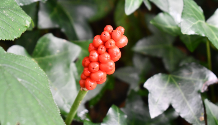 lord and ladies plant