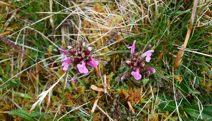 lousewort growing in its habitat