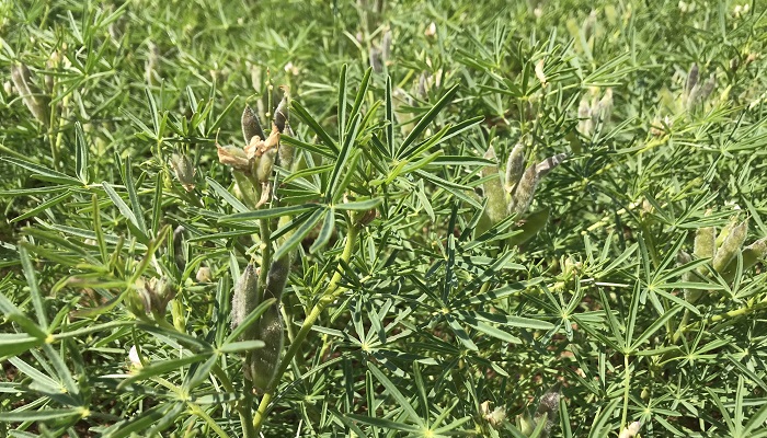 New kids on the block – exploring the role of lentils and lupins