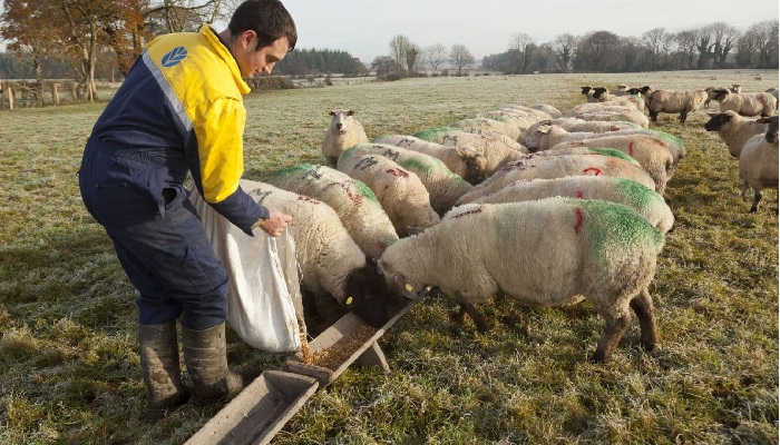 Check Your Ewe Ration For Energy
