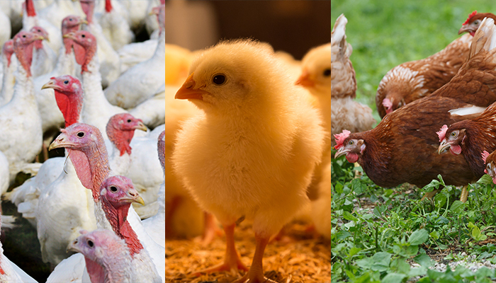 Avian Infectious Laryngotracheitis