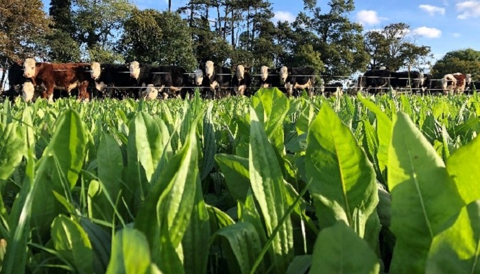 What’s new in dairy-beef systems?