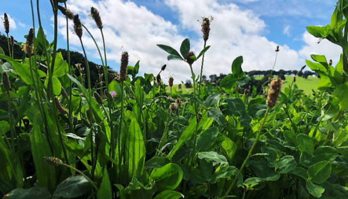 Taking steps to improve sustainability on a west Cork dairy-beef farm
