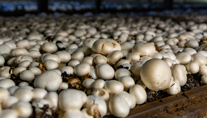 Beyond Peat, potential peat alternatives for Irish horticulture