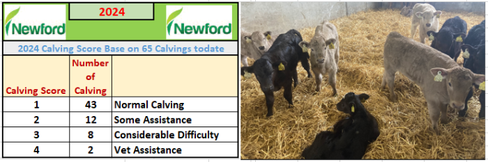 newford calving score