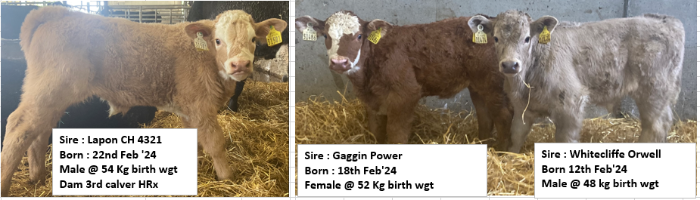 newford calves march 2024