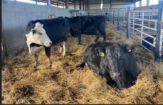 newford expecting mothers in holding pens