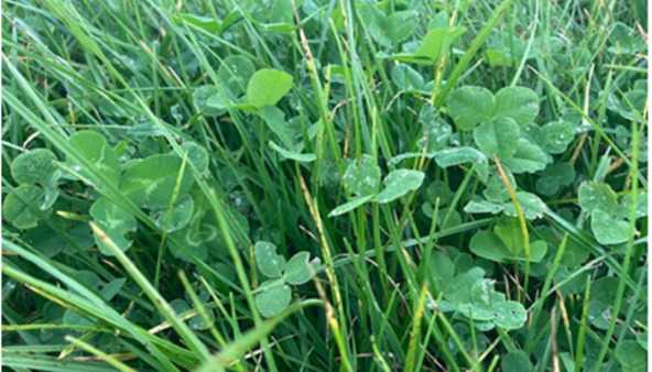 newford farm clover