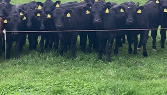 newford farm heifers clover