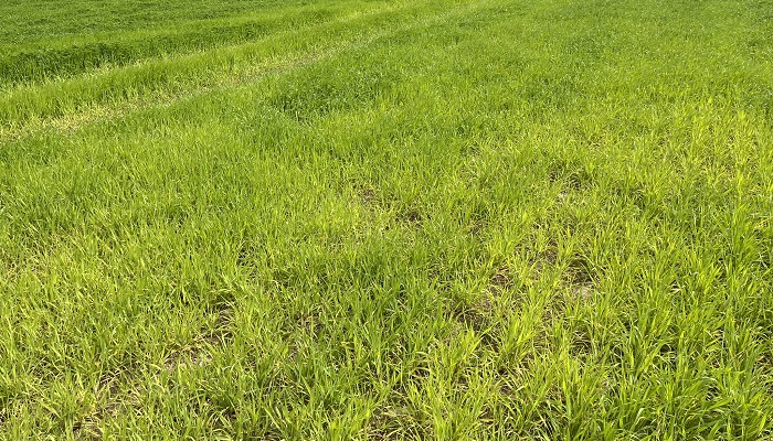 ‘Off colour’ spring barley causing concern for growers
