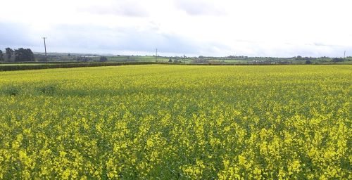 Landscape of oil seed rape