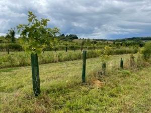 olive trees