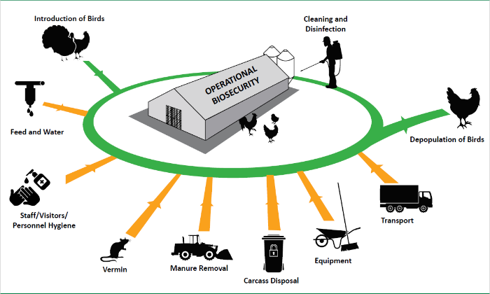operational biosecurity on poultry farms graphic, explained in text