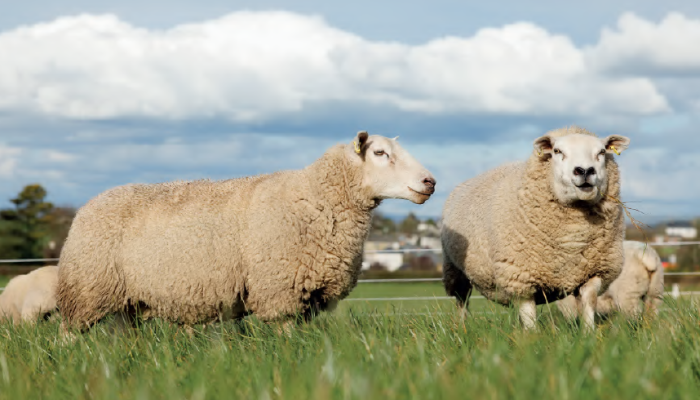 The cost of keeping a ewe