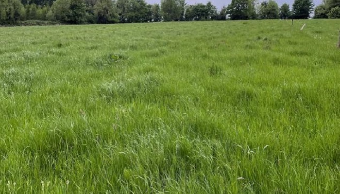 paddock too string to graze on A Fahys farm