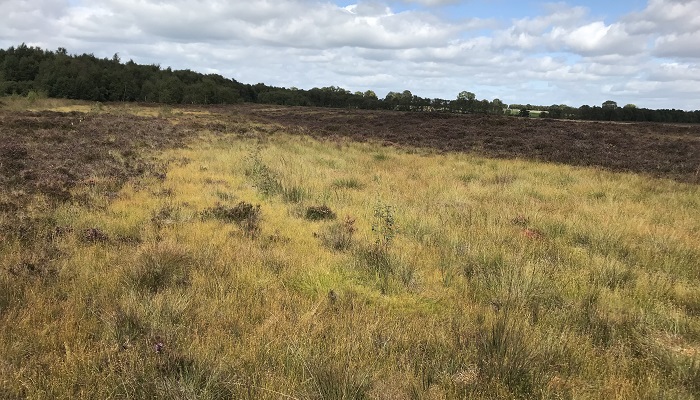 A picture of a peatland bog