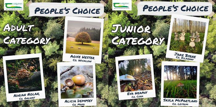 People’s choice - pick the overall winners of the Teagasc Forestry Photo Competition