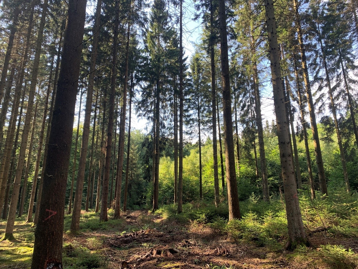 Spruce forest managed using CCF principles.