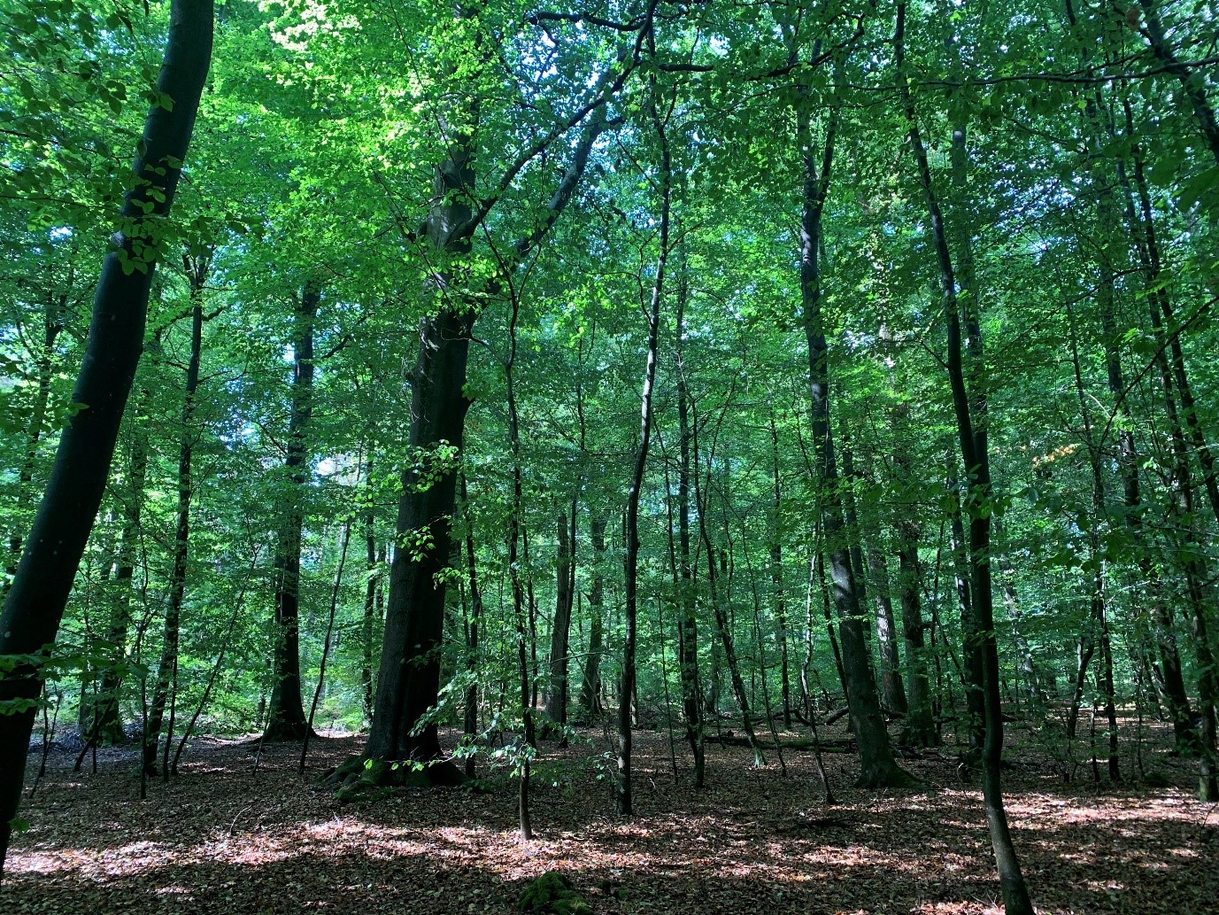 Beech forest managed using CCF principles.