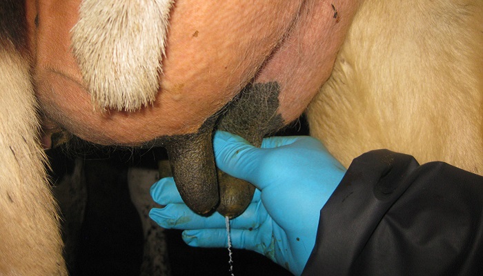 Managing Somatic Cell Count in early lactation