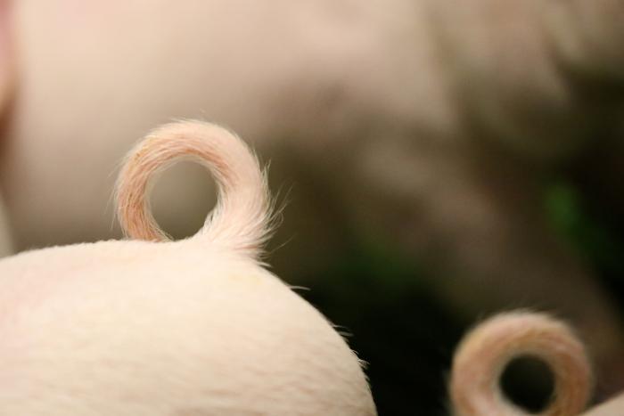 Can pig breeding help reduce tail biting?