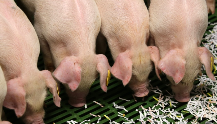 An economic overview of the Irish pig sector for 2023 & outlook for 2024