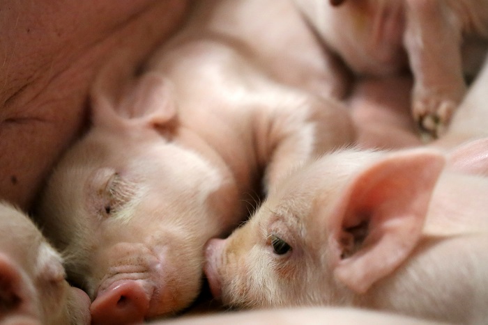 Teagasc Pig Welfare Workshops 2023