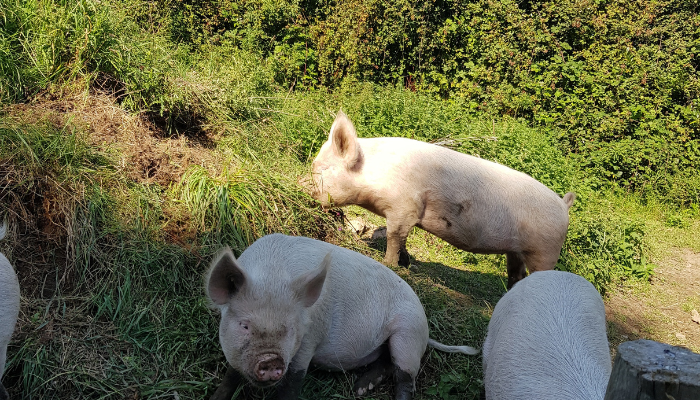 Adding Value to Pigmeat