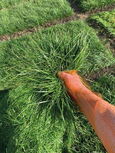 Photo of a gloved hand holding a clump of grass