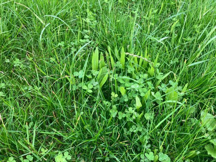 plantain and clover stitched on Sean Mohers farm