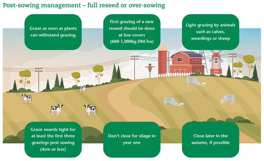 Graze as soon as plants can withstand grazing, First grazing of a new reseed should be done at low covers (600-1,000kg DM/ha), Light grazing by animals such as calves, weanlings or sheep, Graze swards tight for at least the first three grazings post sowing (4cm or less), Don’t close for silage in year one, Close later in the autumn, if possible
