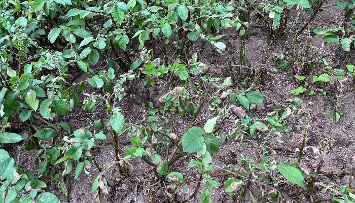 Blight is still a risk to potato crops