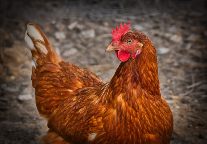 Newcastle Disease circulating in Europe