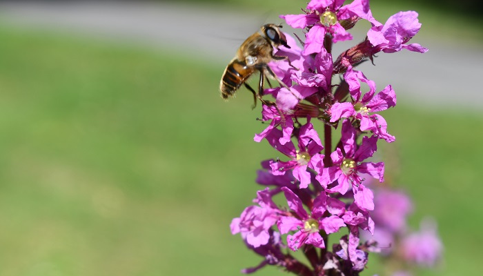 purple loosestrife and bee
