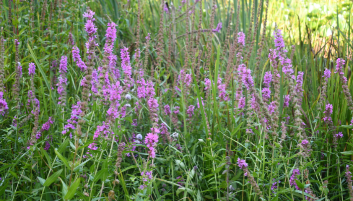 Growing wild - Purple loosestrife and Lord and Ladies