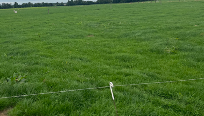 quality grass on Aidan Maguires farm