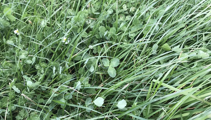 red clover and grass sward