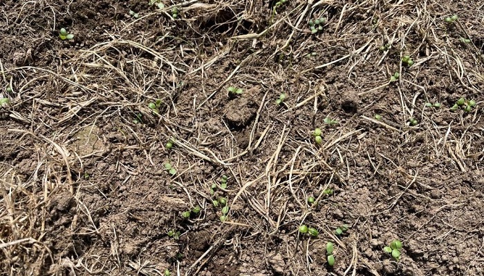 Red clover seedlings appearing on John Barry's farm