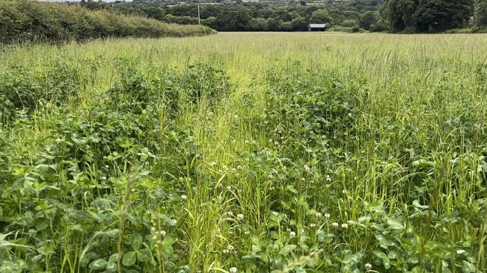 red clover silage crop pre cutting on James Skehans farm