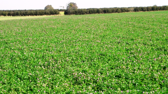 Red clover on Aidan Maguire's farm