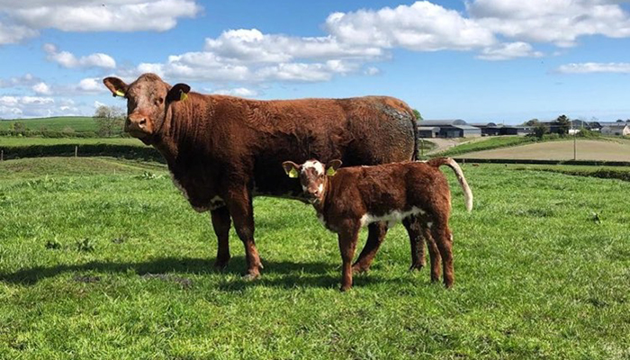 Using sexed semen in the suckler herd