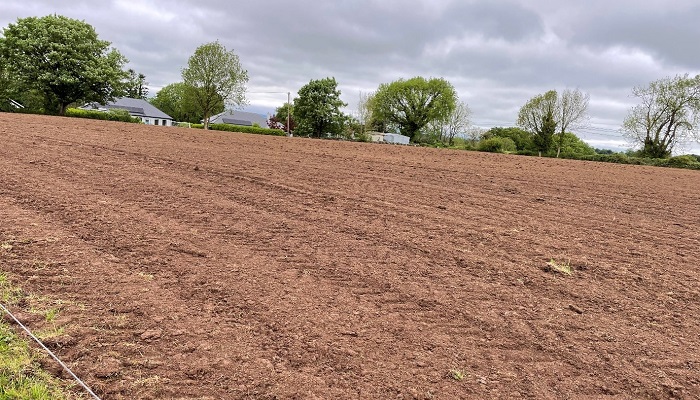 reseeded red clover sward on Biggins farm