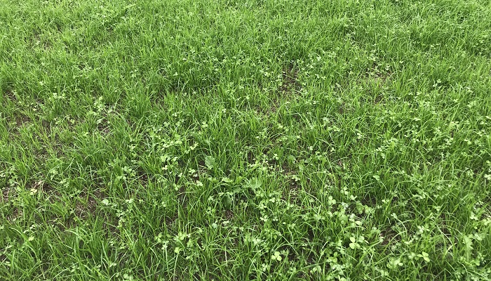 Do perennial ryegrass swards persist on commercial grassland farms?