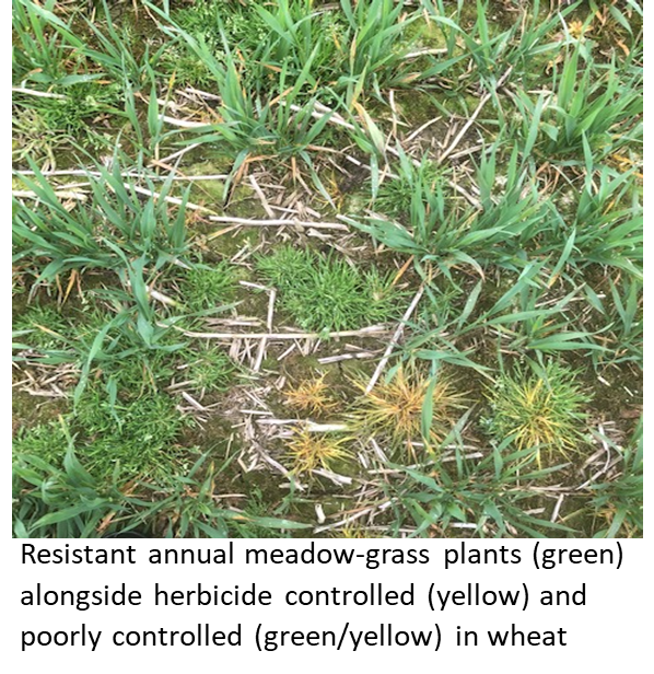 resistant annual meadow grass plants