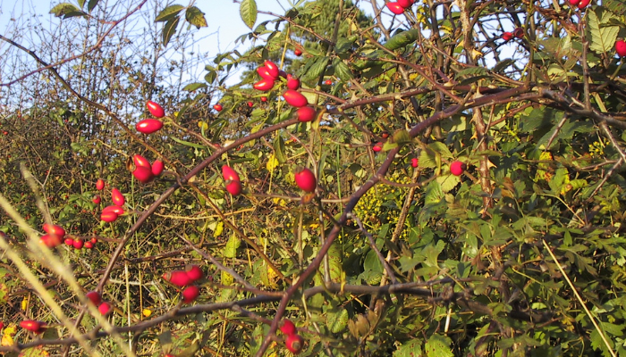 rose hip plant